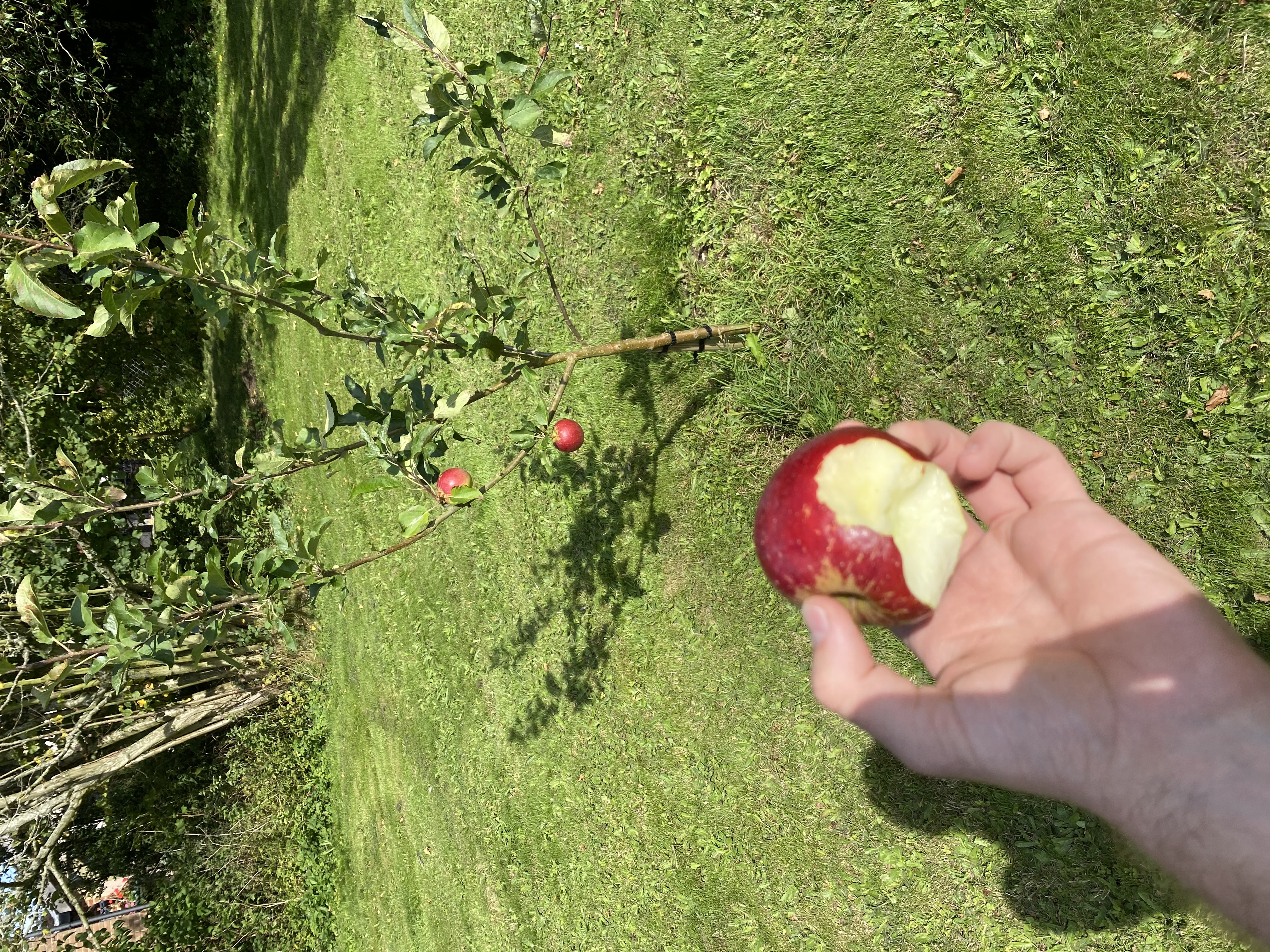 An apple with a bite taken out of it and the tree I took it from, a sunny day